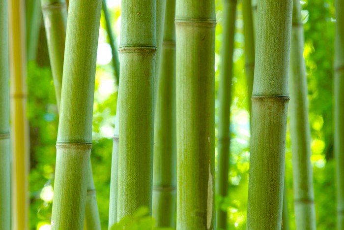 The Beauty of Bamboo: Ximn's Guide to Sustainable Home Decor