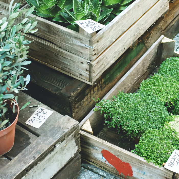 Infuse Life into Your Home with Garden Essentials
