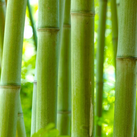 The Beauty of Bamboo: Ximn's Guide to Sustainable Home Decor